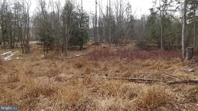 a view of a forest with trees in the background