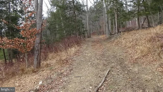 a view of a forest with trees in the background