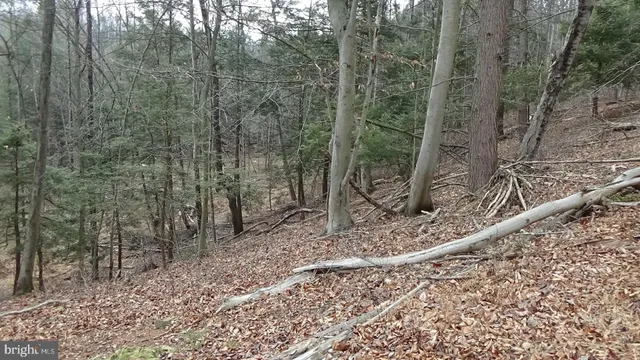 a view of a forest with a tree