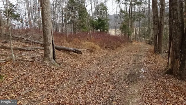 a view of a forest filled with trees