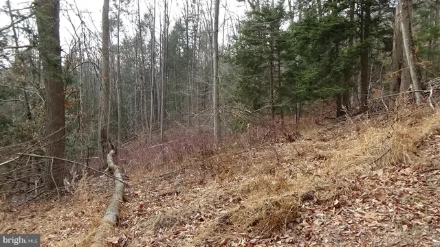 a view of a forest with trees in the background