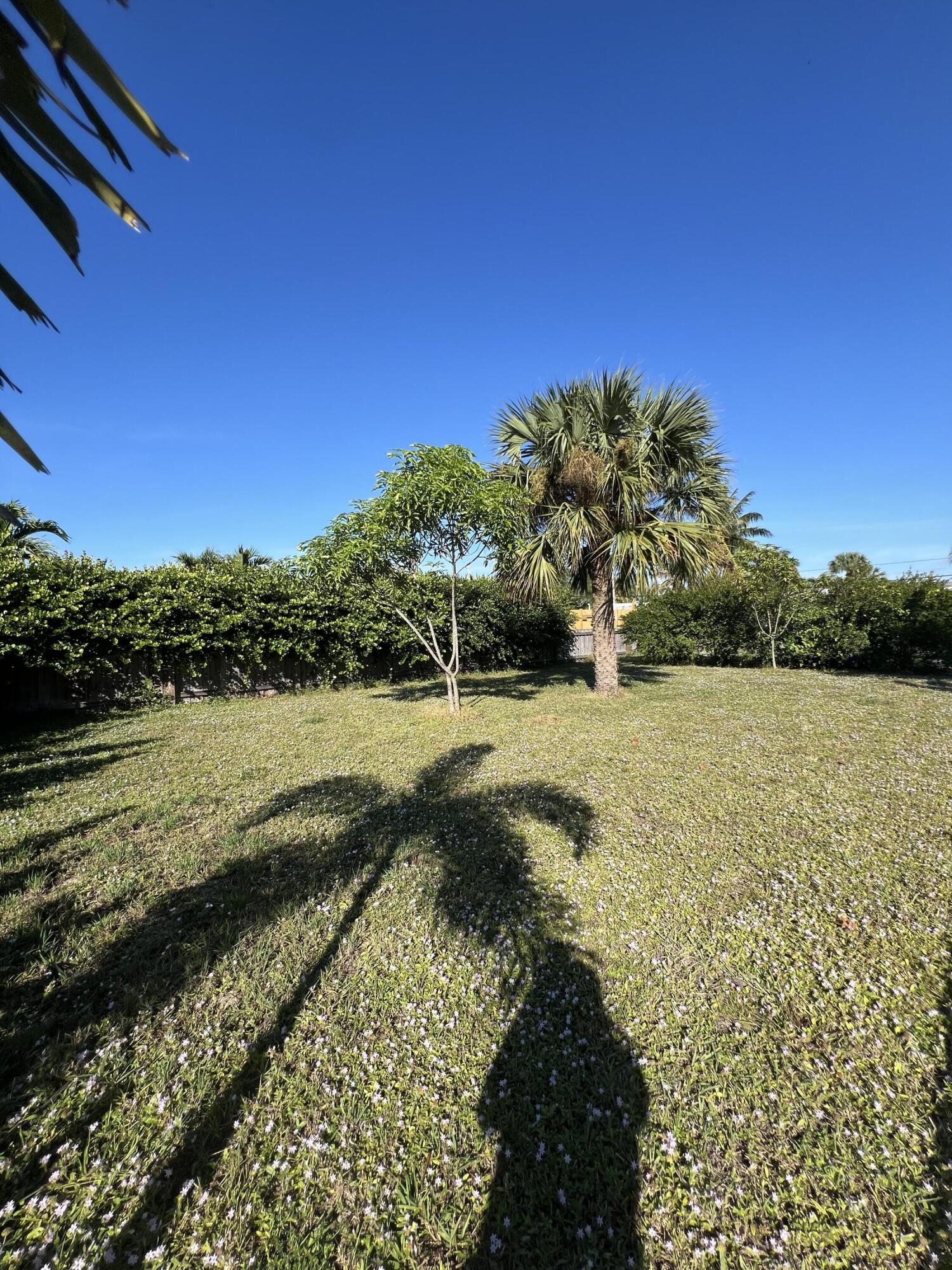 2819 Holly Road West Palm Beach, FL 33406 - Photo 11 of 12 Avocado Tree