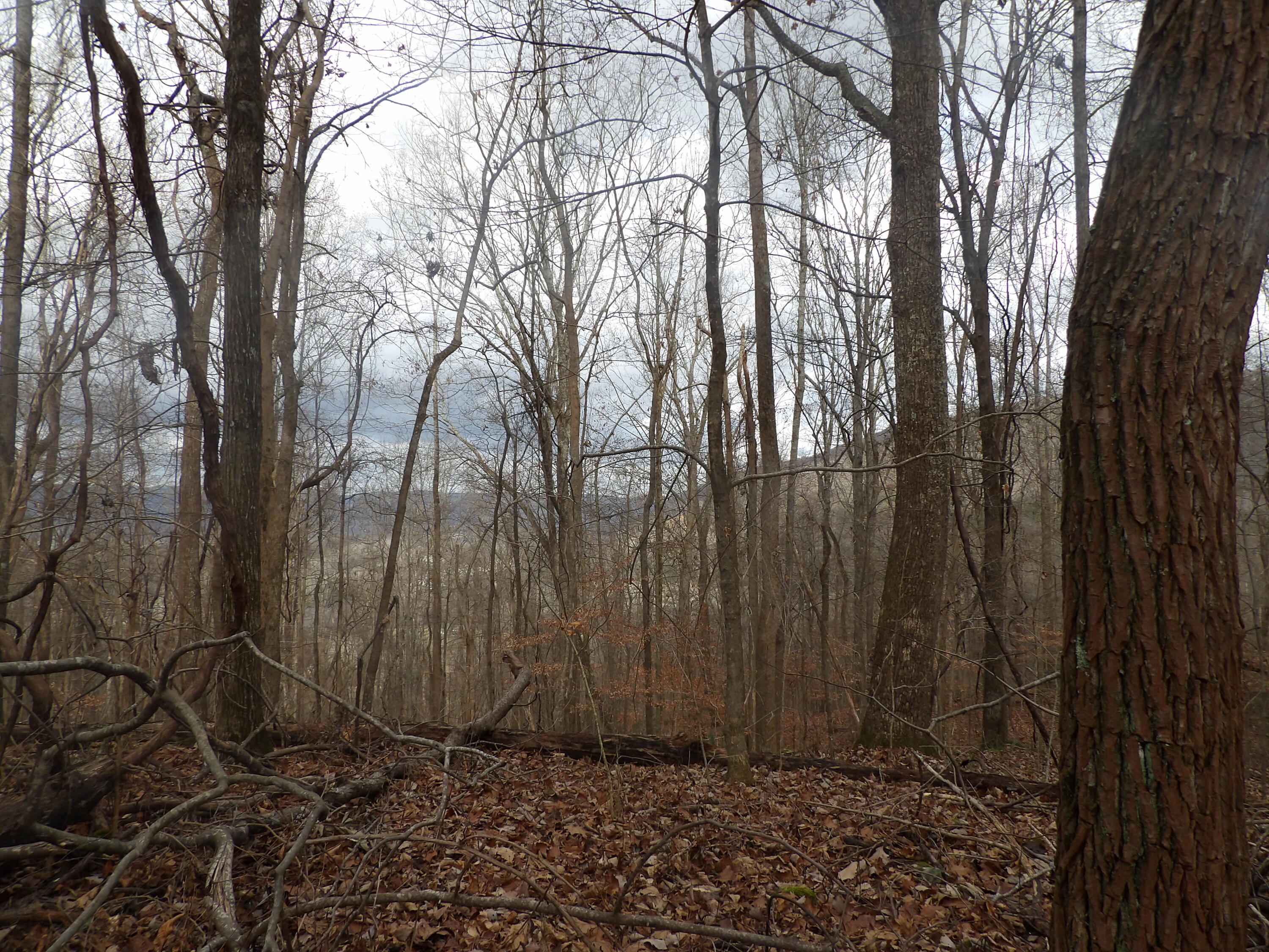 0 Cherokee Ridge Road, Unit 68/68A Pikeville, TN 37367 - Photo 23 of 29 100_3699