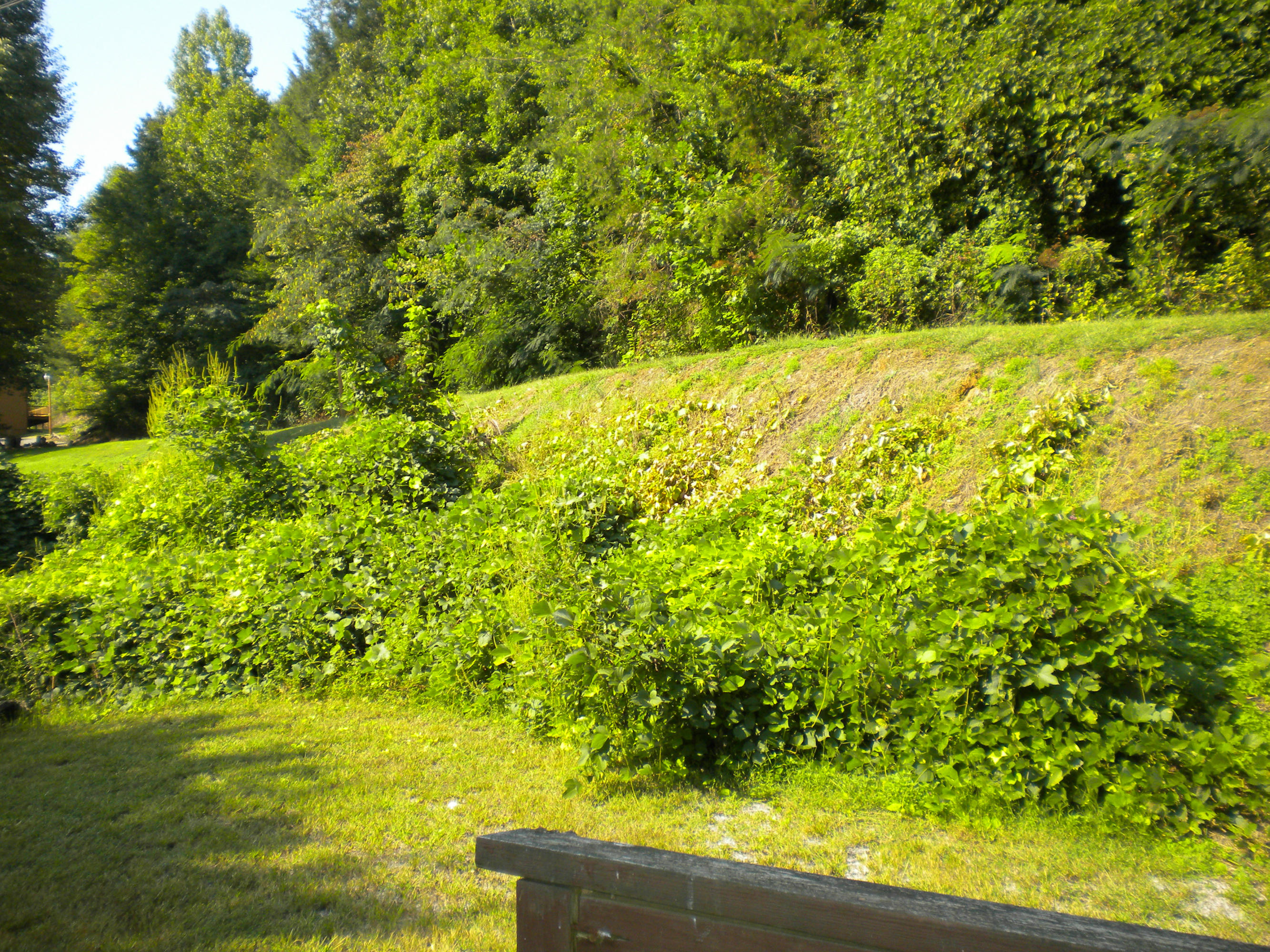 1661 Dupont Road Seymour, TN 37865 - Photo 10 of 17 sept25 015