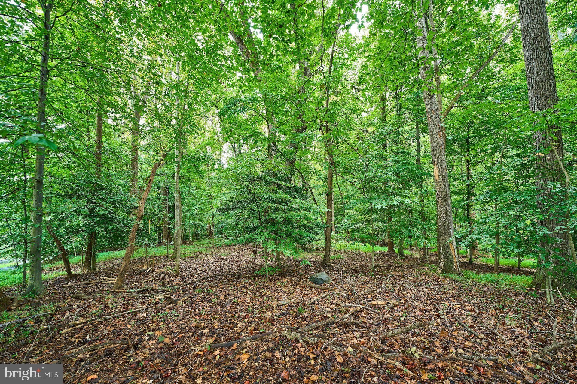 a view of a forest with trees in the background