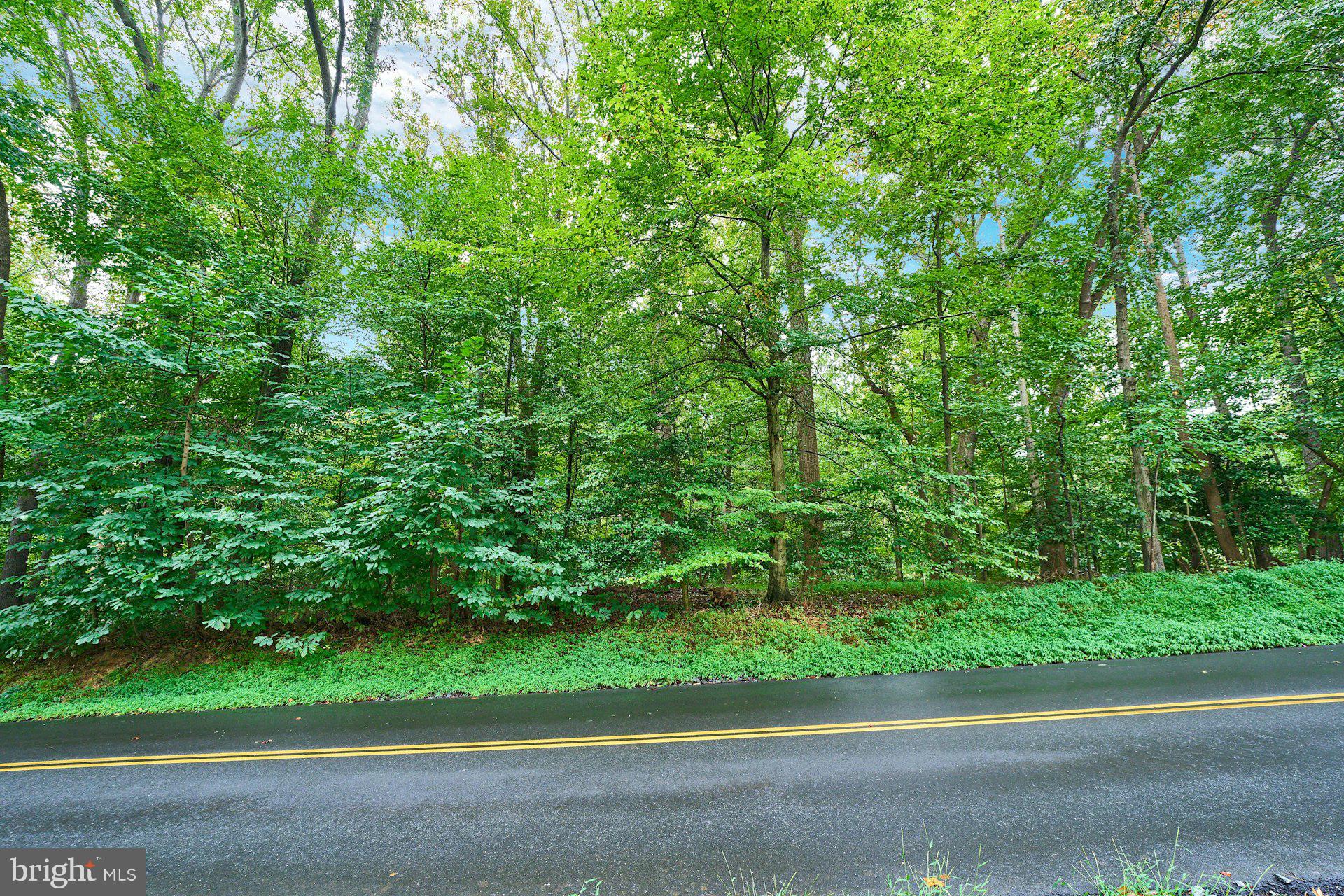 9113 Jeffery Road Great Falls, VA 22066 - Photo 3 of 31 a view of a yard with plants and large trees