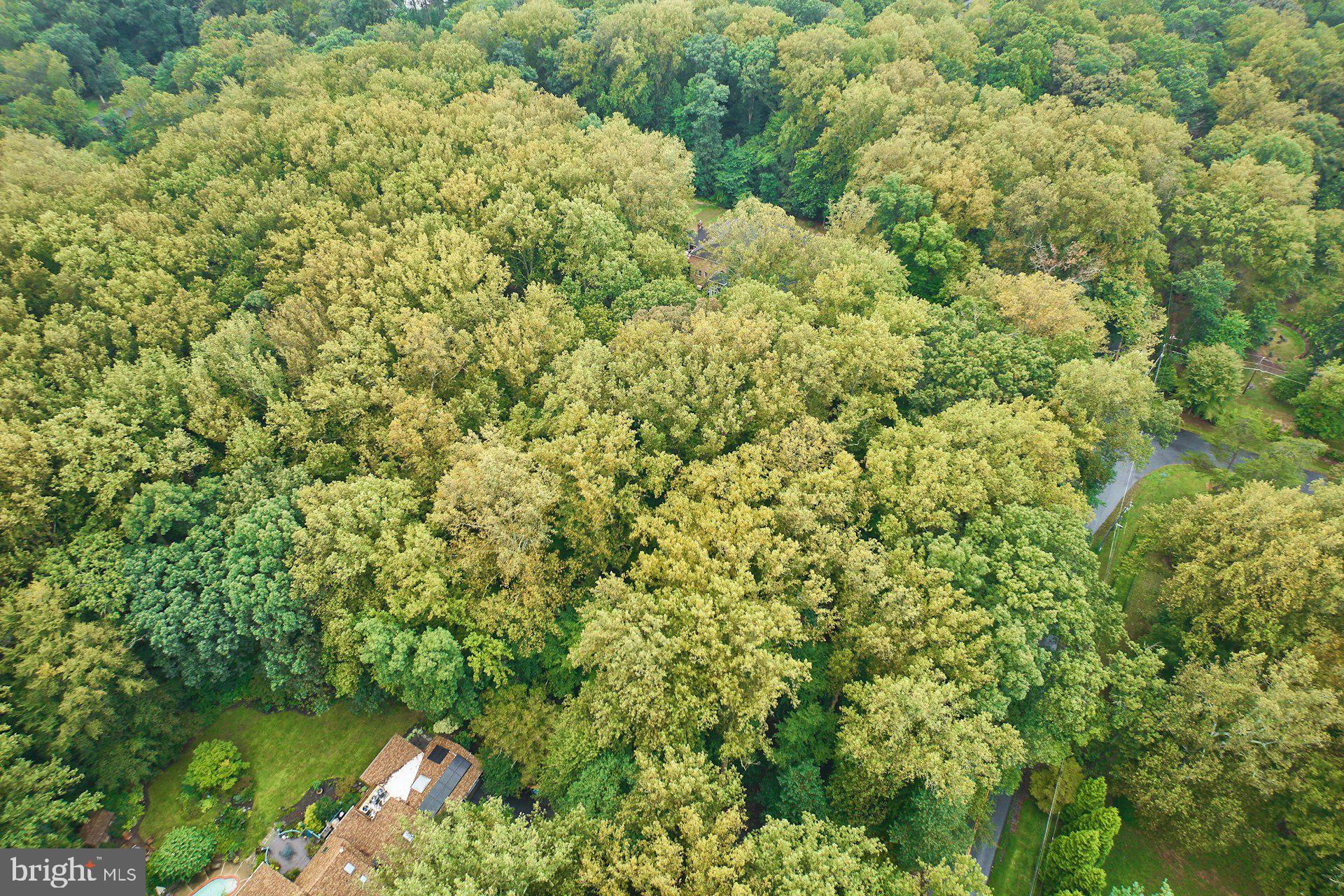 9113 Jeffery Road Great Falls, VA 22066 - Photo 8 of 31 a view of a large yard with plants and large trees