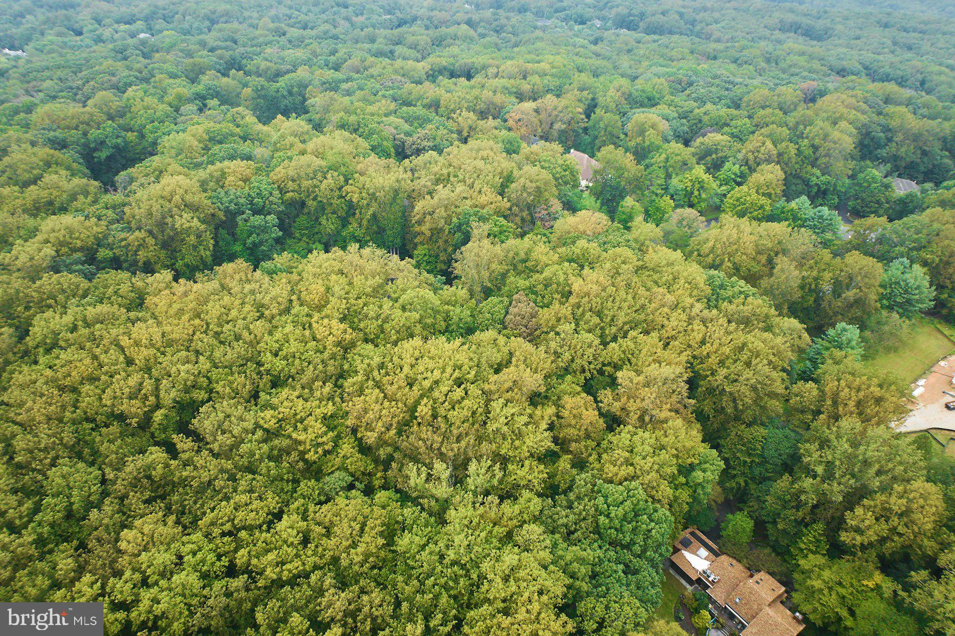 9113 Jeffery Road Great Falls, VA 22066 - Photo 9 of 31 a view of a forest with a houses