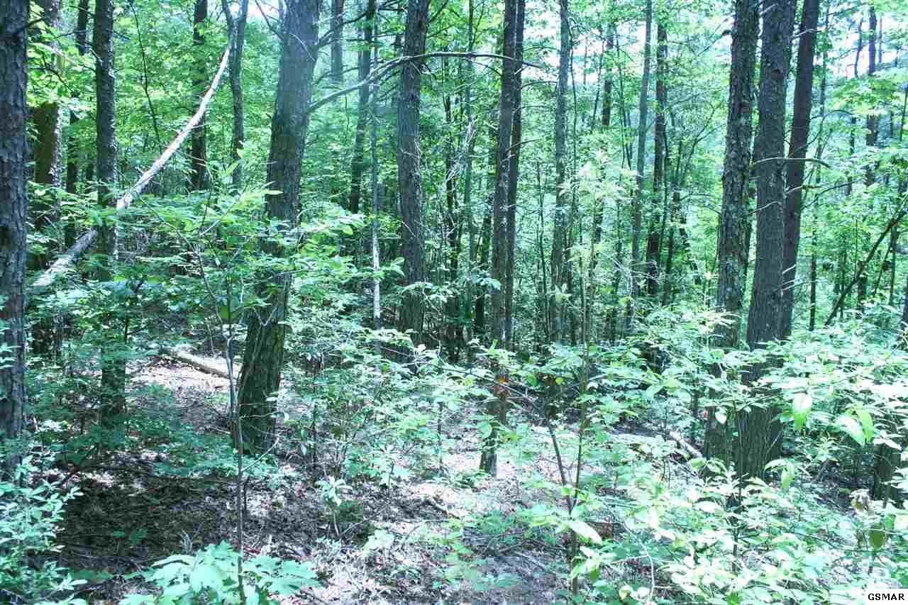 0 Bogard Crk Road Cosby, TN 37722 - Photo 21 of 30 Gallery Image 21