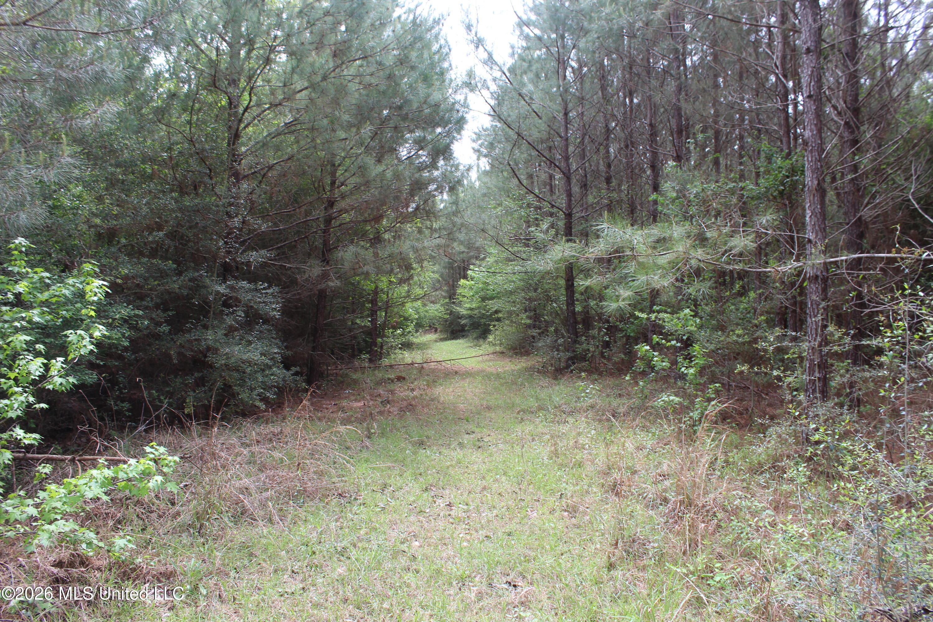 Charlie Boyd Road Jayess, MS 39641 - Photo 7 of 17 14 ac Charlie Boyd Rd (6)