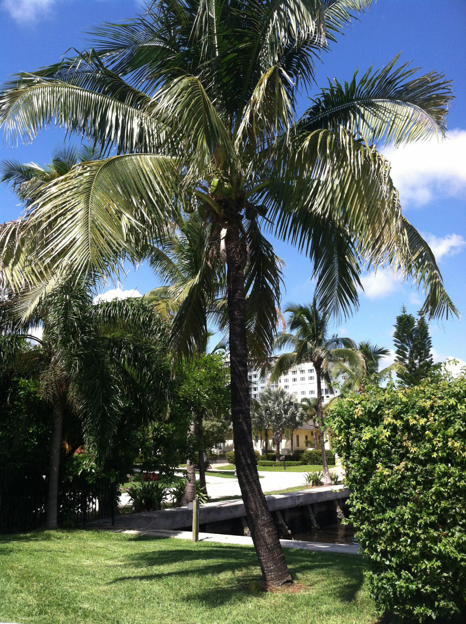 917 Bucida Road, Unit 3 Delray Beach, FL 33483 - Photo 10 of 22 a view of a yard with a palm tree