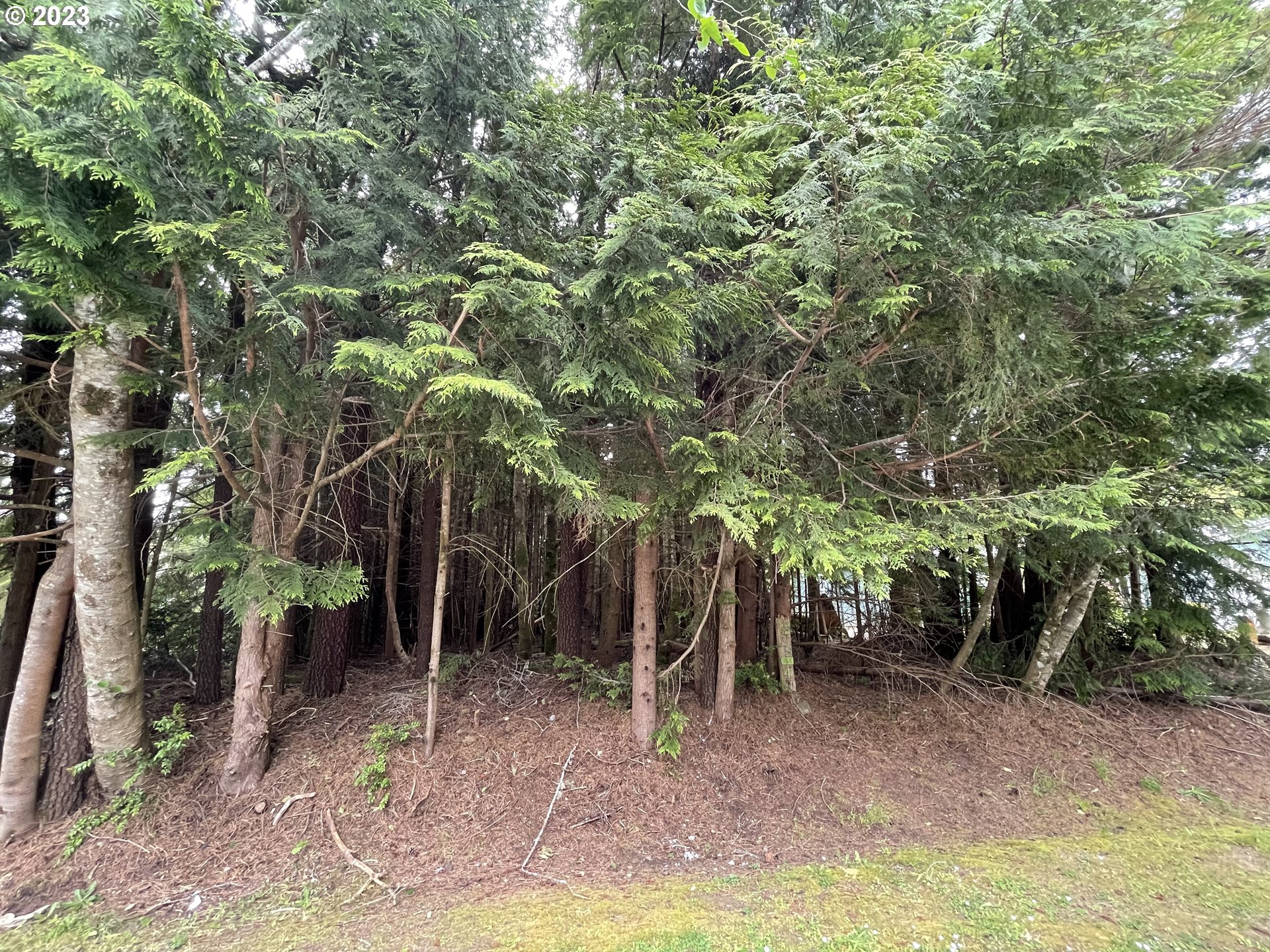 Seagrove Loop Lincoln City, OR 97367 - Photo 6 of 10 a view of a forest filled with trees