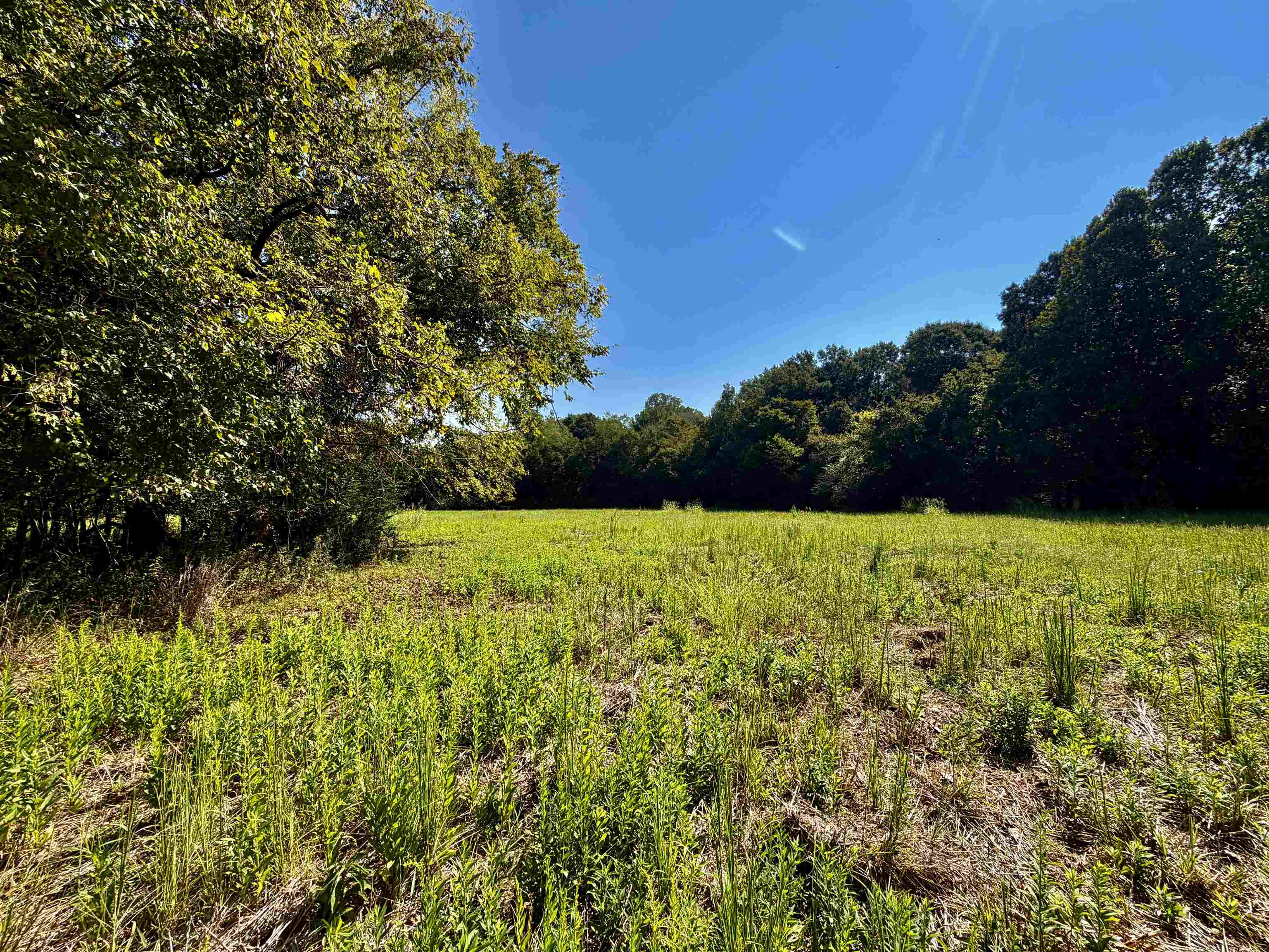 21.10-acres Terry Road Somerville, TN 38068 - Photo 5 of 18 Gallery Image 5