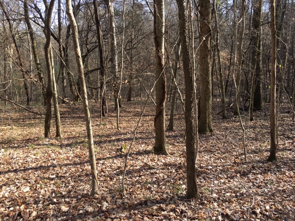 8 John Wright Road Mount Juliet, TN 37122 - Photo 3 of 3 Gallery Image 3