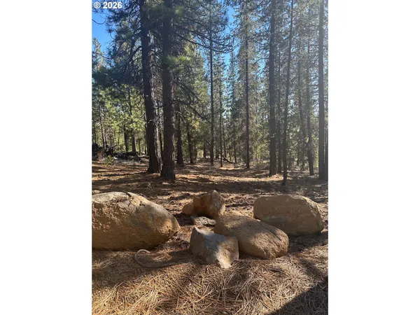 a view of lot of trees