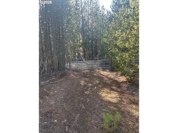 a view of a yard with trees
