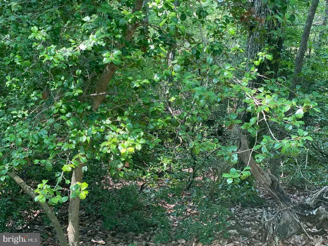 a view of a lush green forest