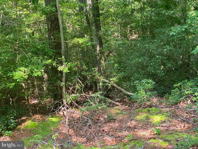 a view of a garden with plants
