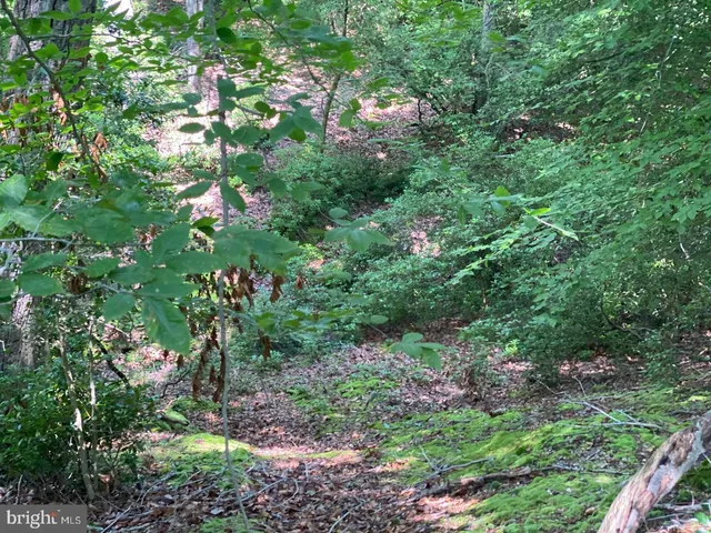 a view of a garden with plants and trees