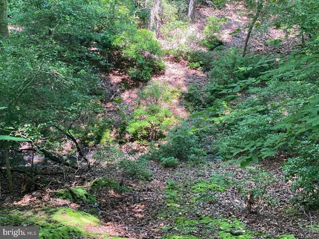a view of a lush green forest
