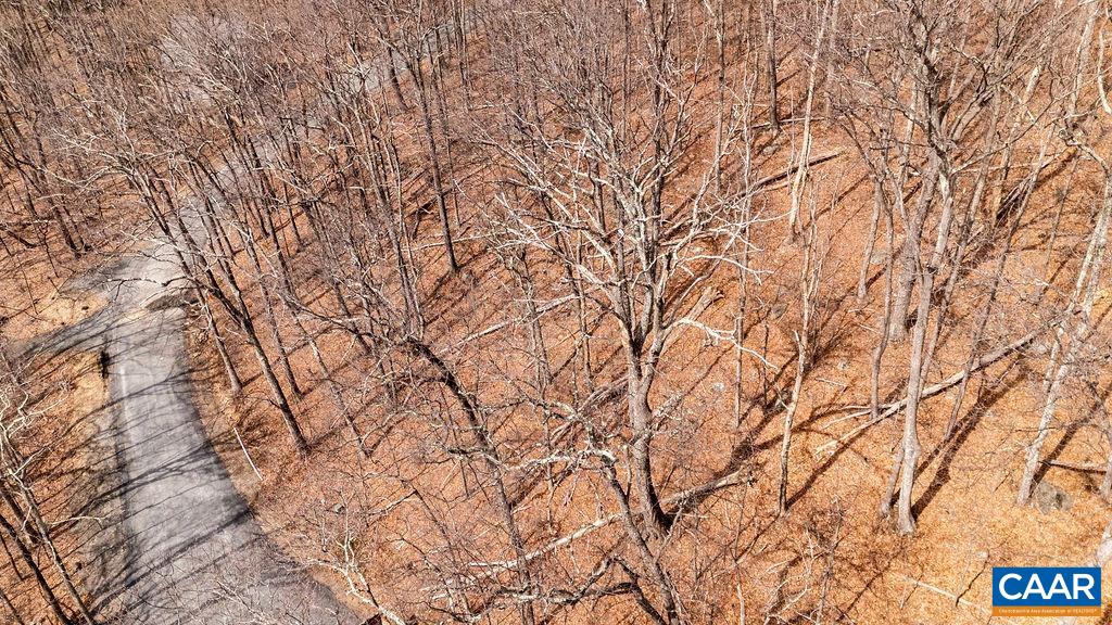 107 Chestnut Lane Roseland, VA 22967 - Photo 5 of 42 a picture of tree