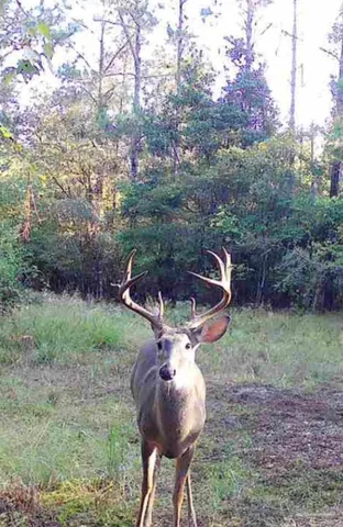 a view of a yard with a bench and trees