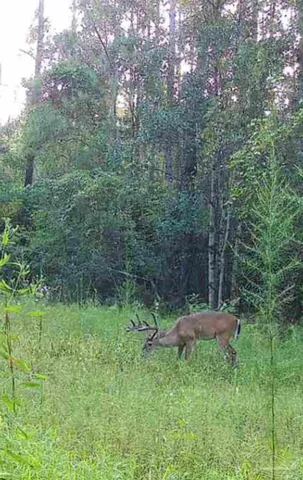a view of a backyard of the house