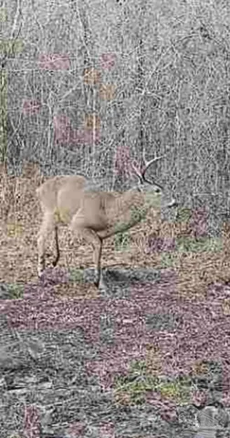 a view of a tree with a plant
