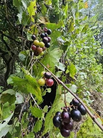 $299,900 | 5810 Colts Crossing Lane, Milton, FL 32570