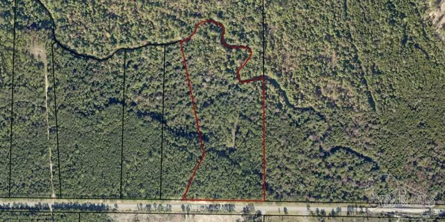 view of a lush green forest with lots of trees