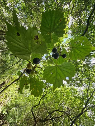 $299,900 | 5810 Colts Crossing Lane, Milton, FL 32570