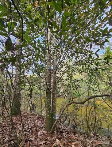 a backyard of a house with lots of green space and garden