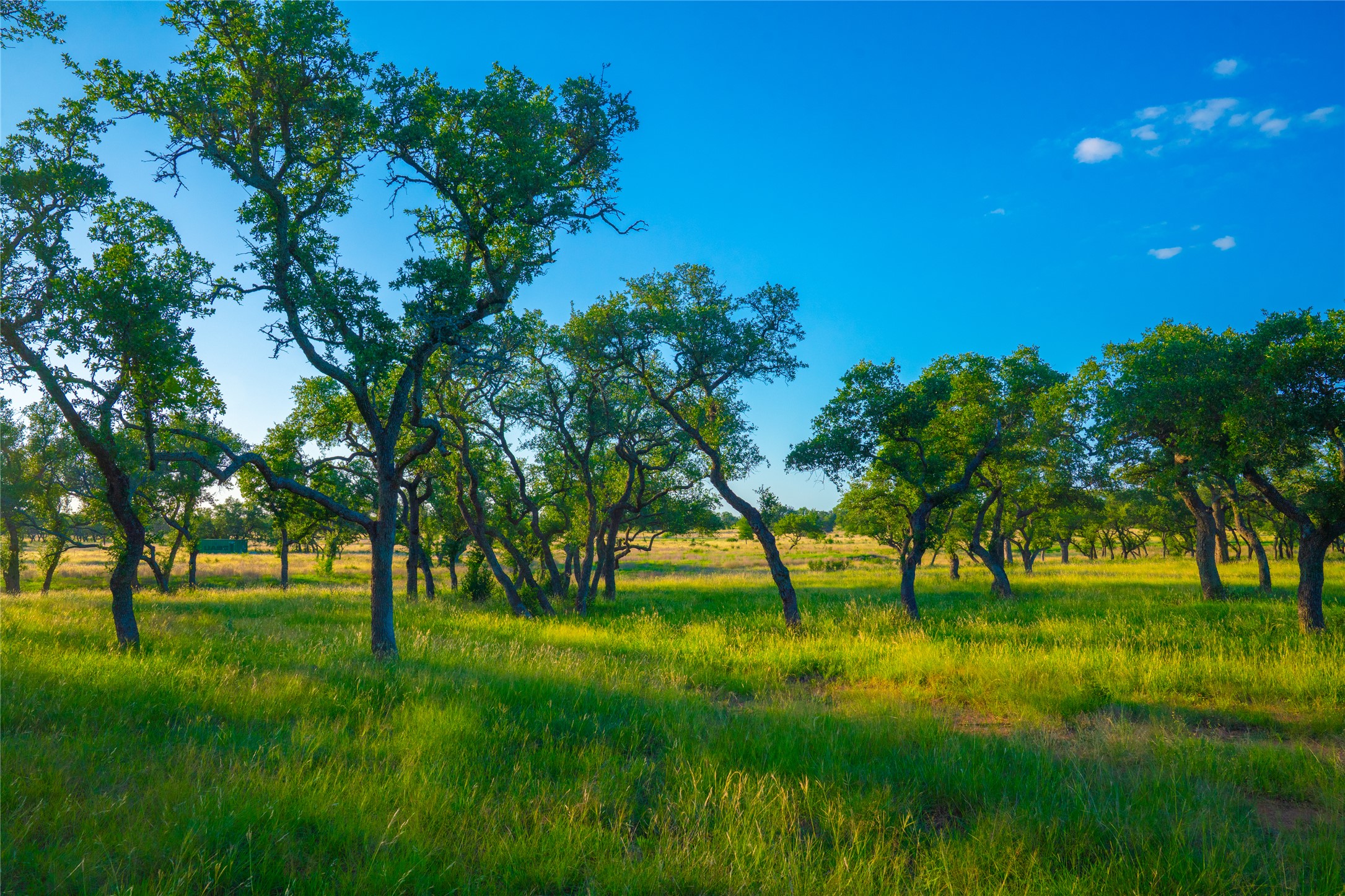 0 Creekside Ranch Johnson City, TX 78636 - Photo 13 of 14 A verdant field of mature trees under a clear, bright sky, perfect for quiet enjoyment.