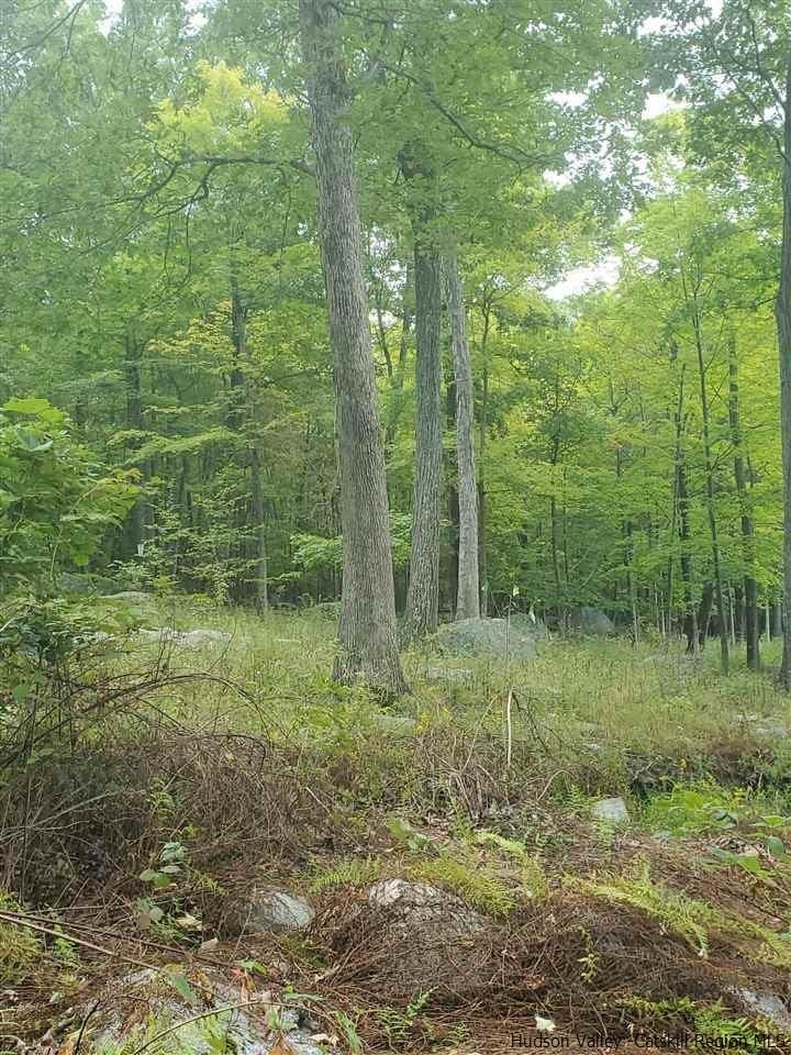 119 Sheldon Road Pine Bush, NY 12566 - Photo 3 of 23 a view of a forest with trees in the background