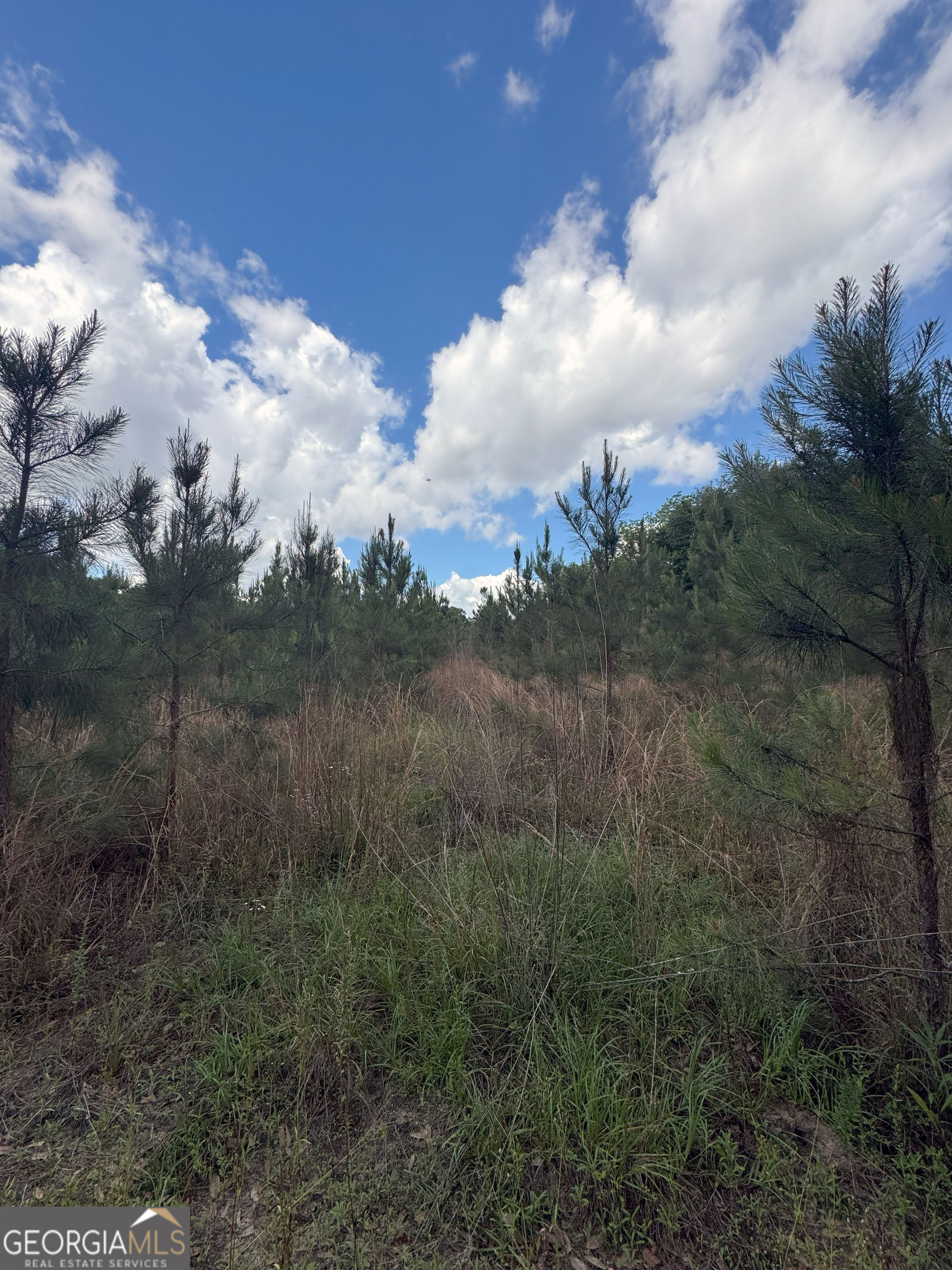 Tbd2 Cumbie Road Climax, GA 39834 - Photo 13 of 30 a view of a yard