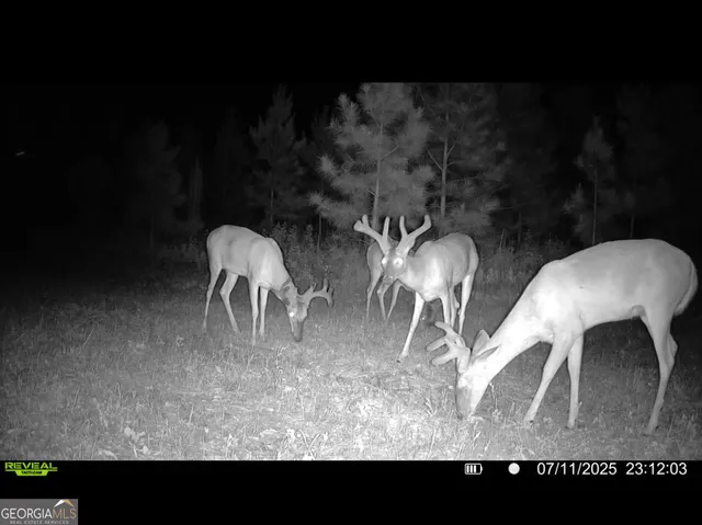 $77,184 | Tbd2 Cumbie Road, Climax, GA 39834