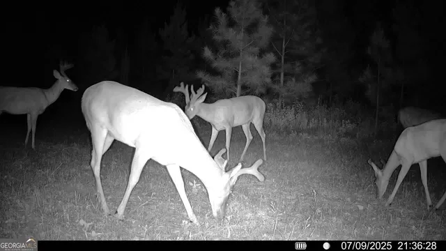 $77,184 | Tbd2 Cumbie Road, Climax, GA 39834