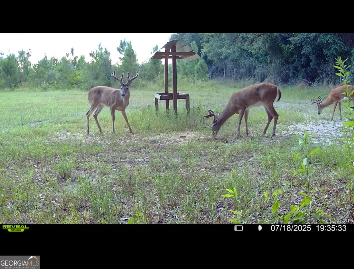 Tbd2 Cumbie Road Climax, GA 39834 - Photo 26 of 30 a view of outdoor space and yard