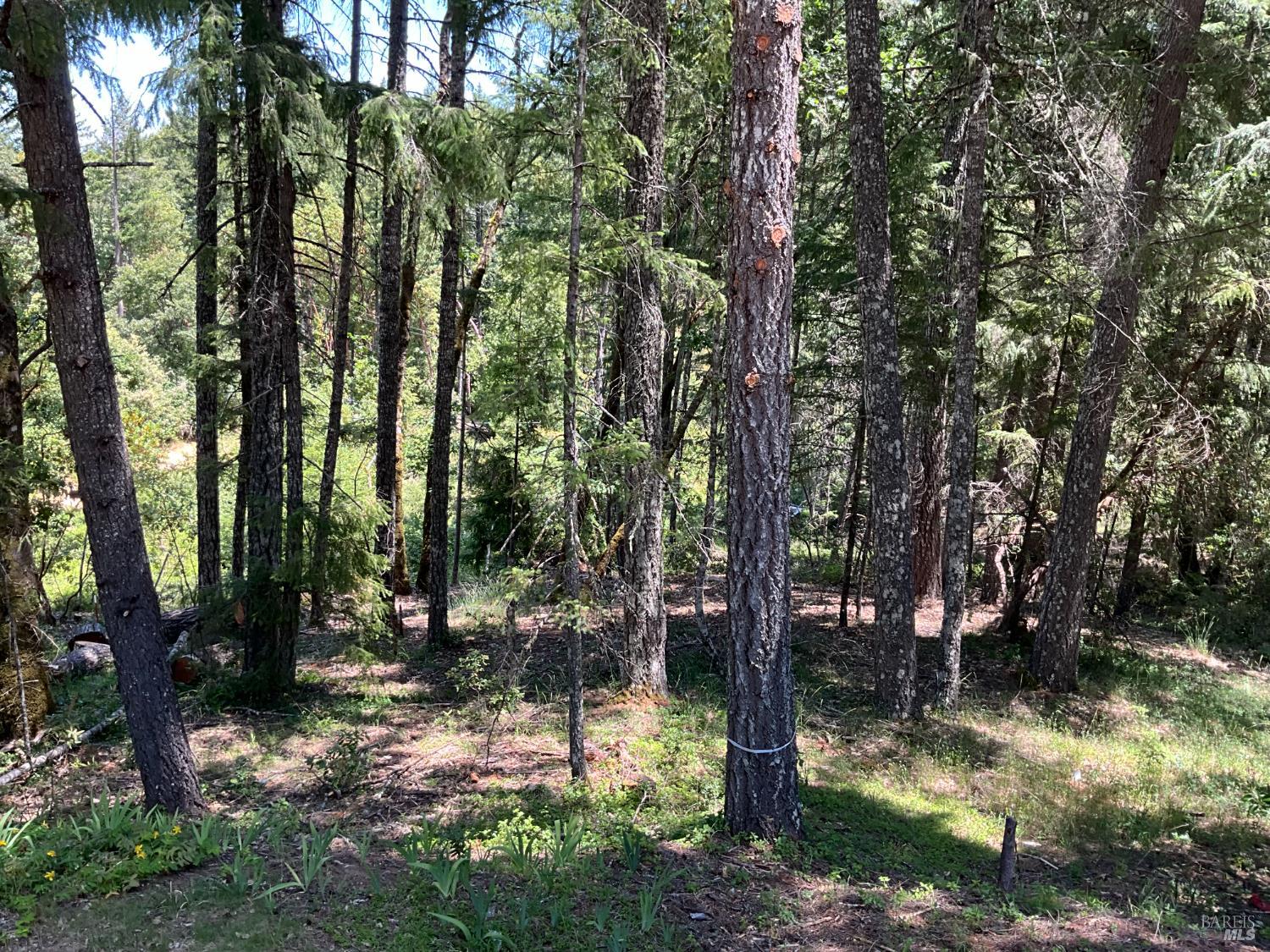 31300 Sherwood Road Willits, CA 95490 - Photo 24 of 29 a view of outdoor space with lots of trees