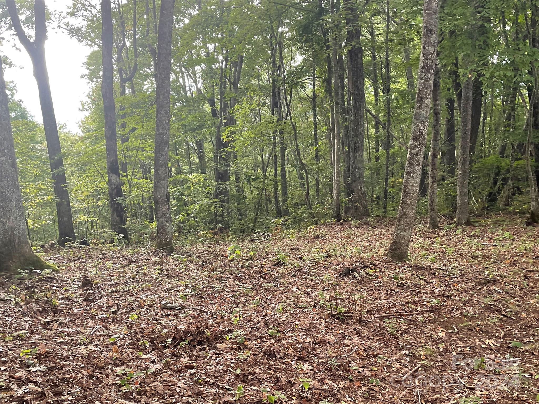 198 Corkscrew Way, Unit 198 Sylva, NC 28779 - Photo 3 of 20 a view of a forest with trees