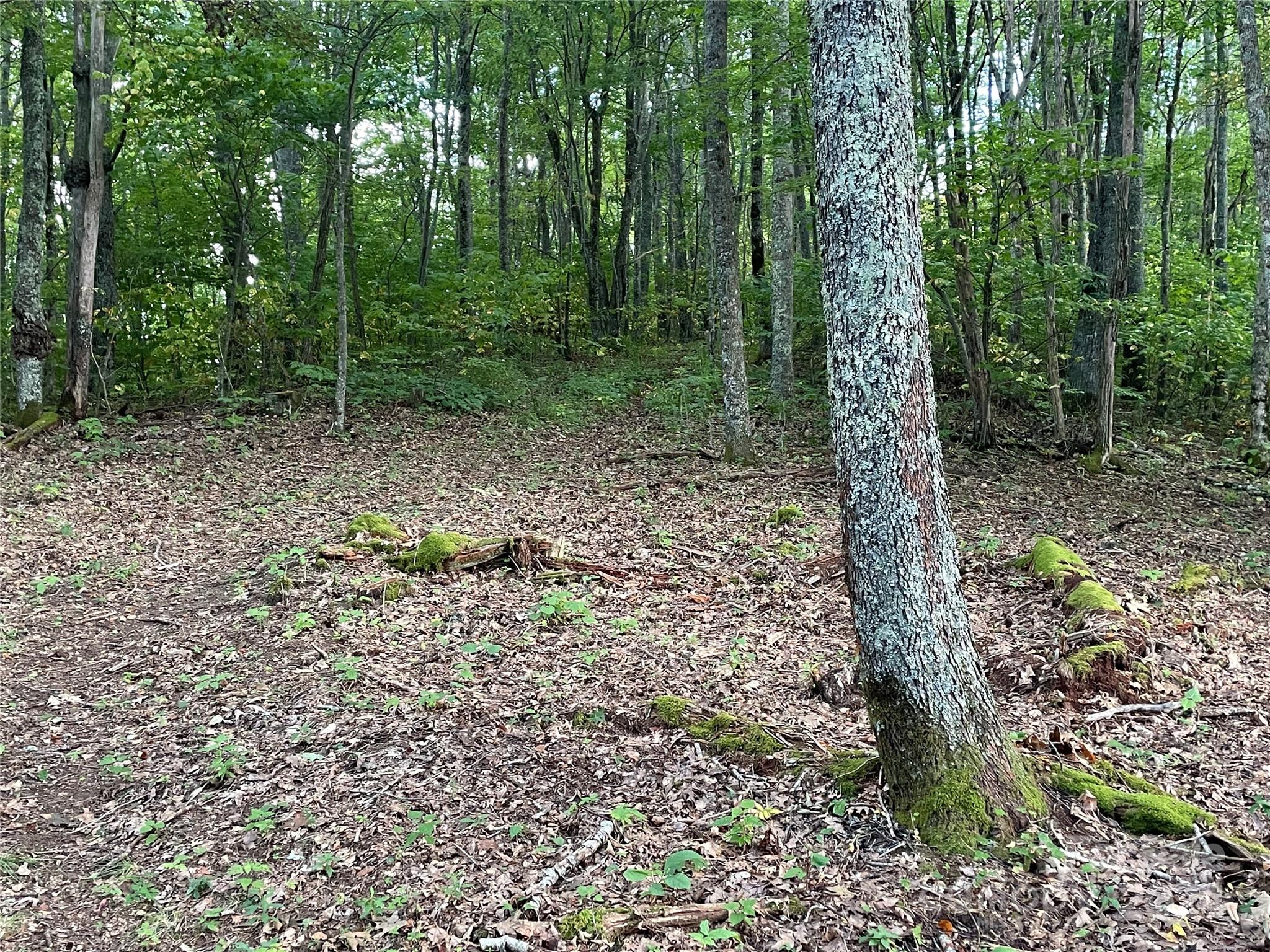 198 Corkscrew Way, Unit 198 Sylva, NC 28779 - Photo 4 of 20 a view of a forest with trees