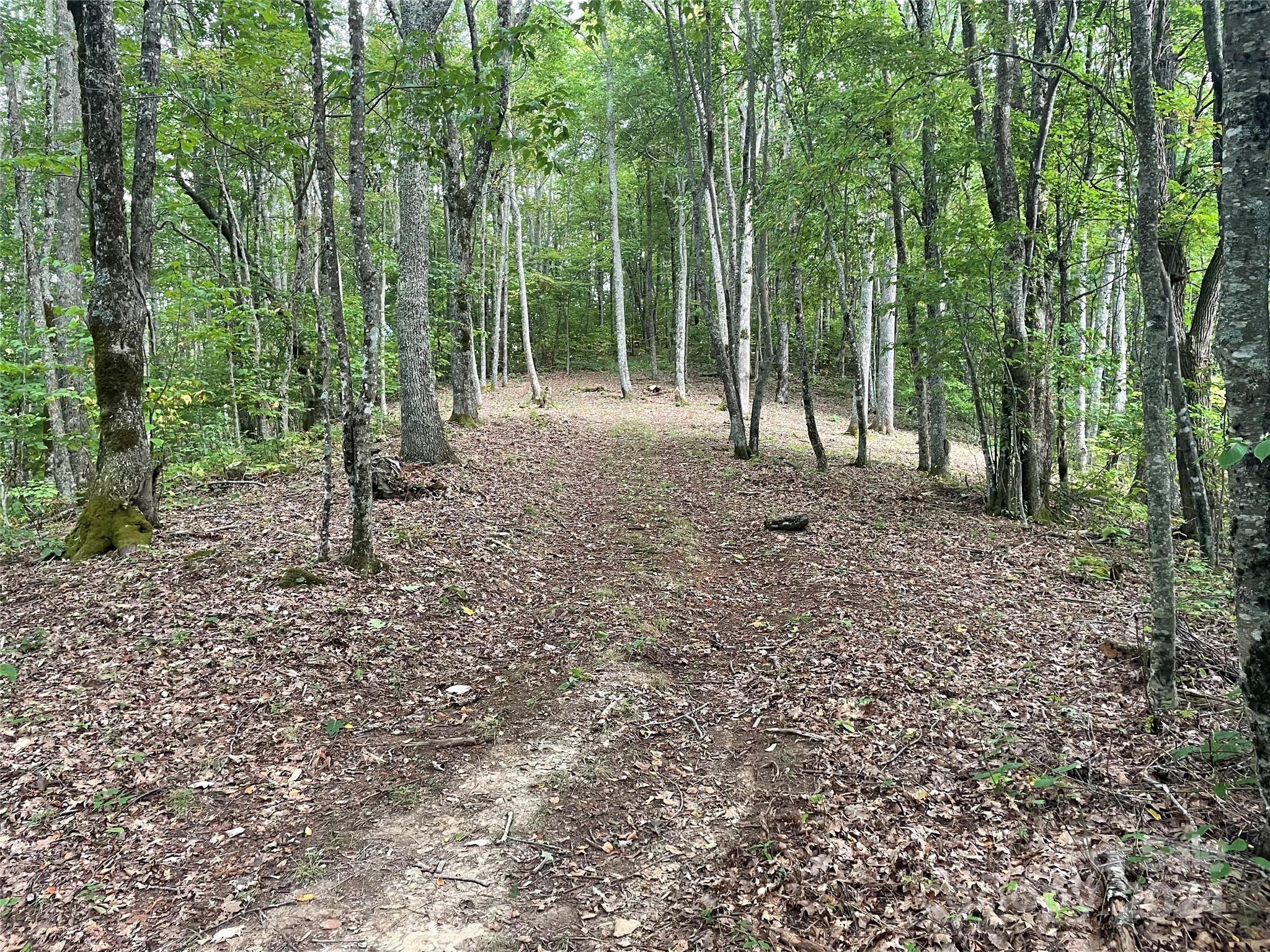 198 Corkscrew Way, Unit 198 Sylva, NC 28779 - Photo 5 of 20 a view of a forest with trees in the background