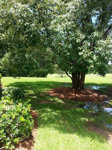 245 Hemingway Loop Foley, AL 36535 - Photo 14 of 21
