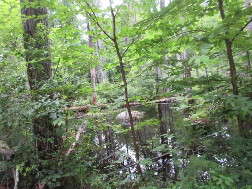 1 Island Road Fryeburg, ME 04037 - Photo 3 of 6 Gallery Image 3