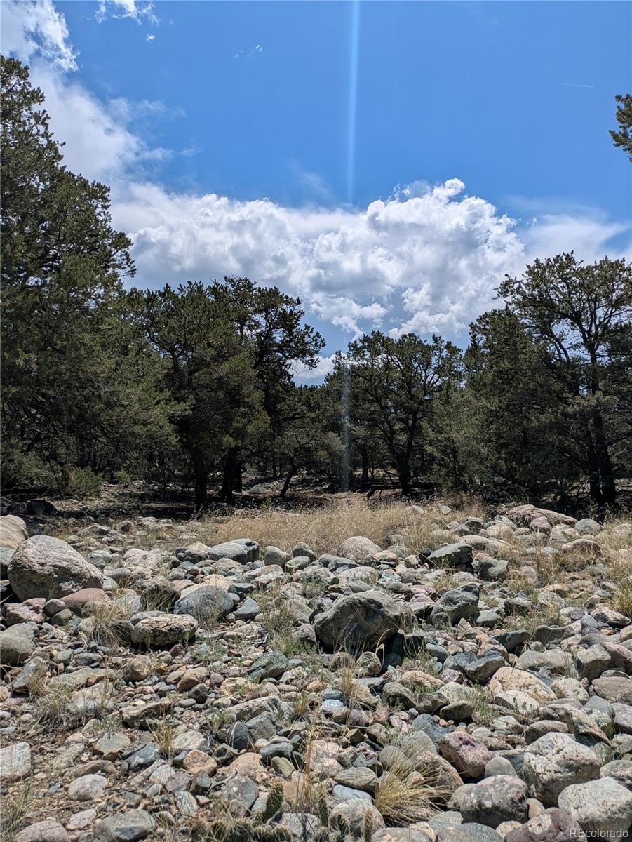 3729 Enchanted Way Crestone, CO 81131 - Photo 2 of 13 a view of a dry yard with lots of trees