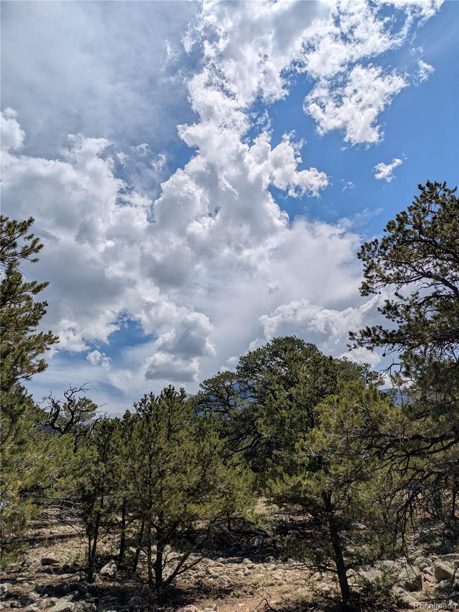 3729 Enchanted Way Crestone, CO 81131 - Photo 3 of 13 a view of a bunch of trees