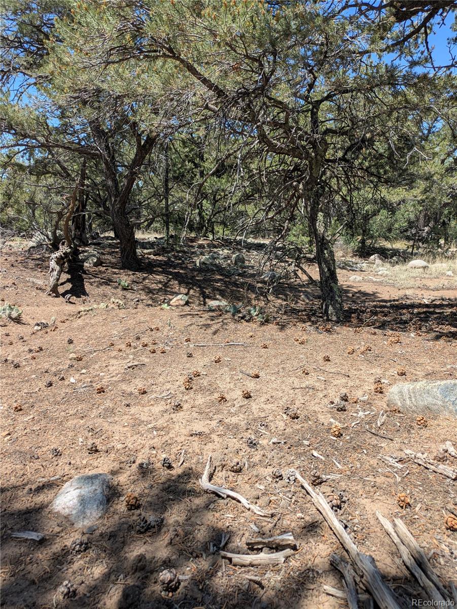3729 Enchanted Way Crestone, CO 81131 - Photo 7 of 13 a view of dirt yard with a large tree