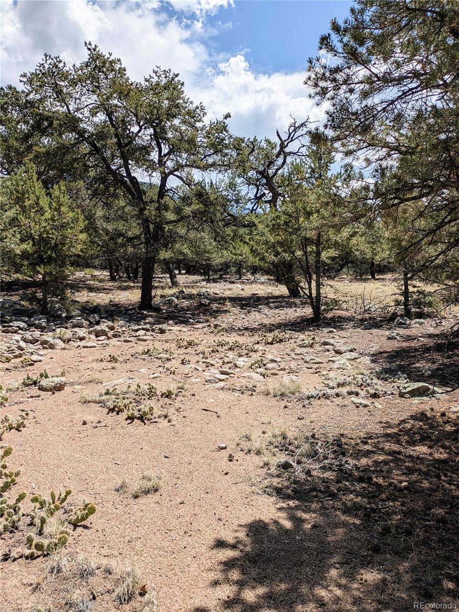 3729 Enchanted Way Crestone, CO 81131 - Photo 10 of 13 a view of a dirt yard with a tree