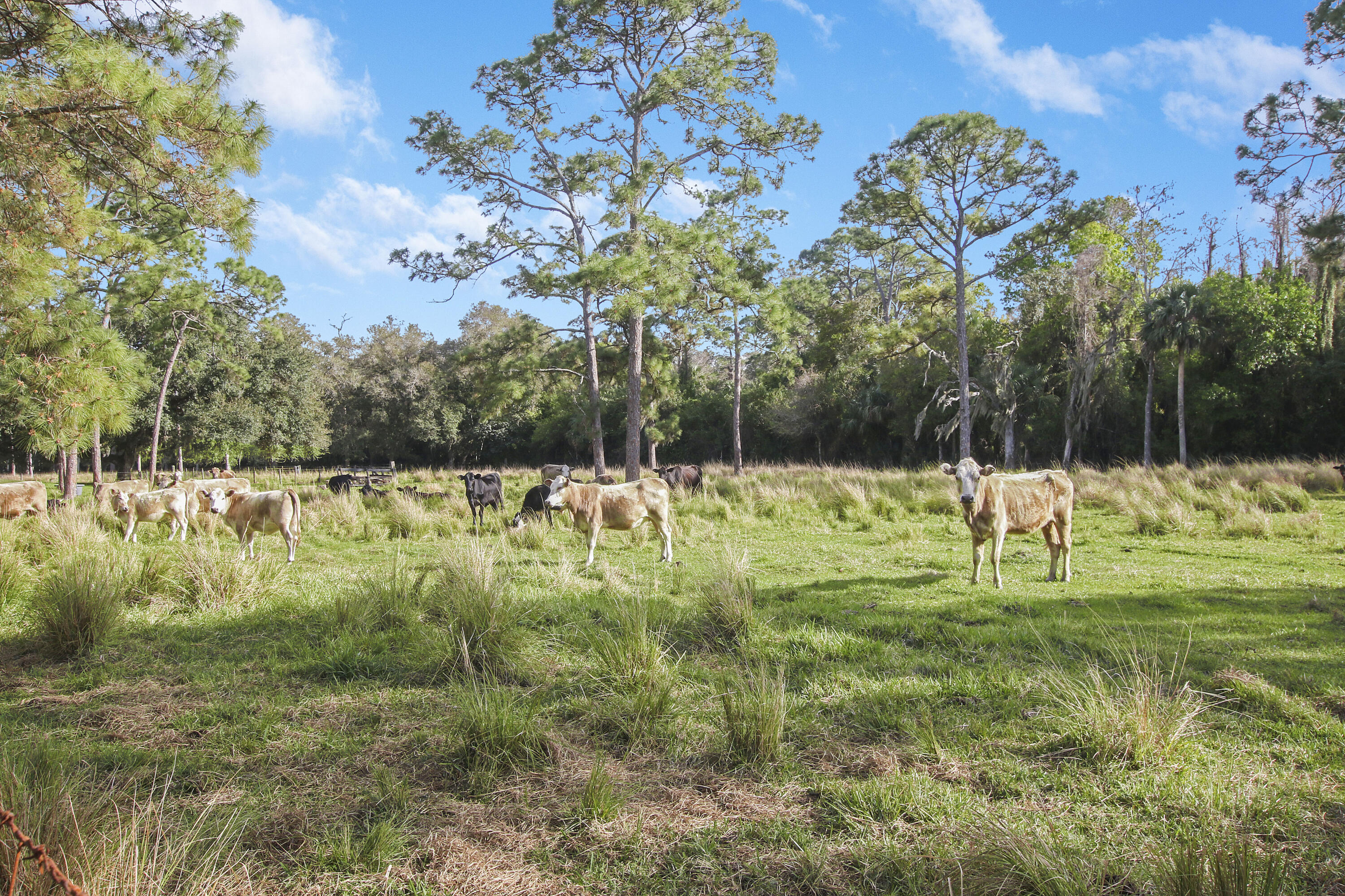 19900-addl Southeast Mack Dairy Road Jupiter, FL 33478 - Photo 32 of 50 The neighbors