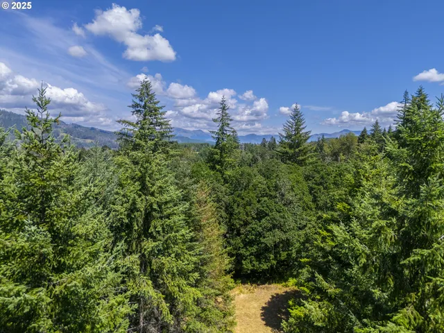 a view of a garden with a tree
